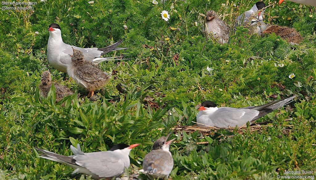 Common TernPoussin, habitat, aspect, pigmentation, Reproduction-nesting, colonial reprod.