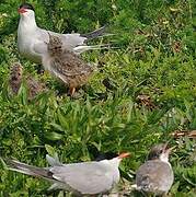 Common Tern