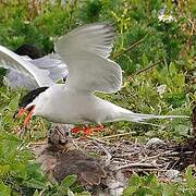 Common Tern