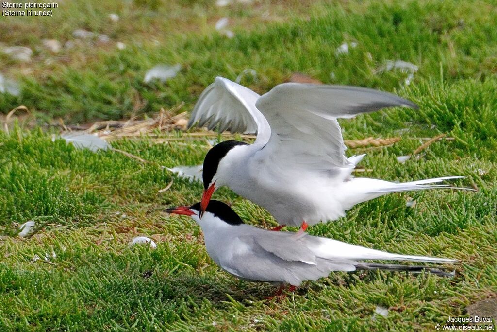 Common Ternadult breeding, mating.