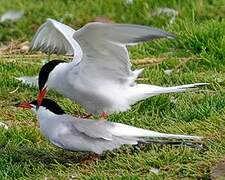 Common Tern