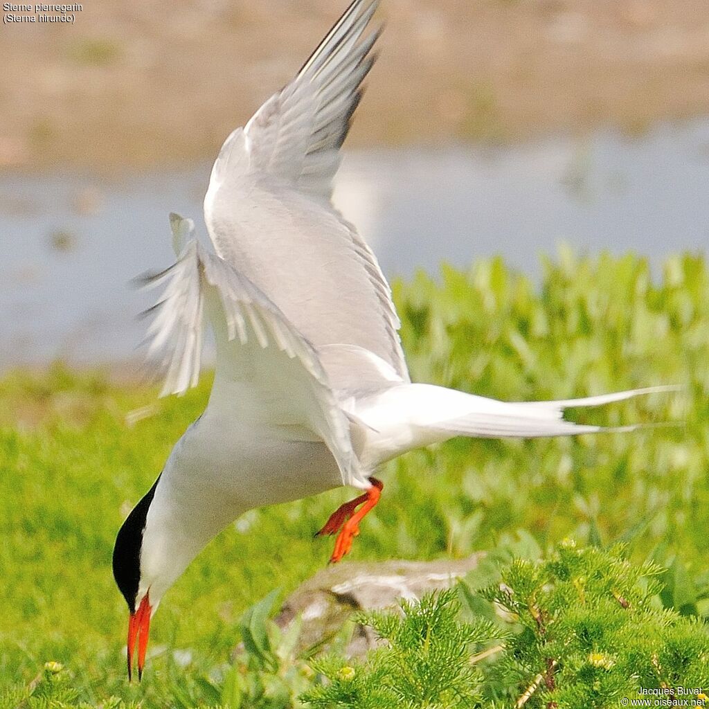 Common Tern