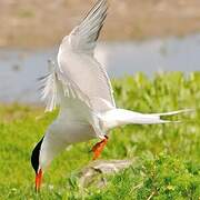 Common Tern