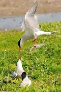 Common Tern