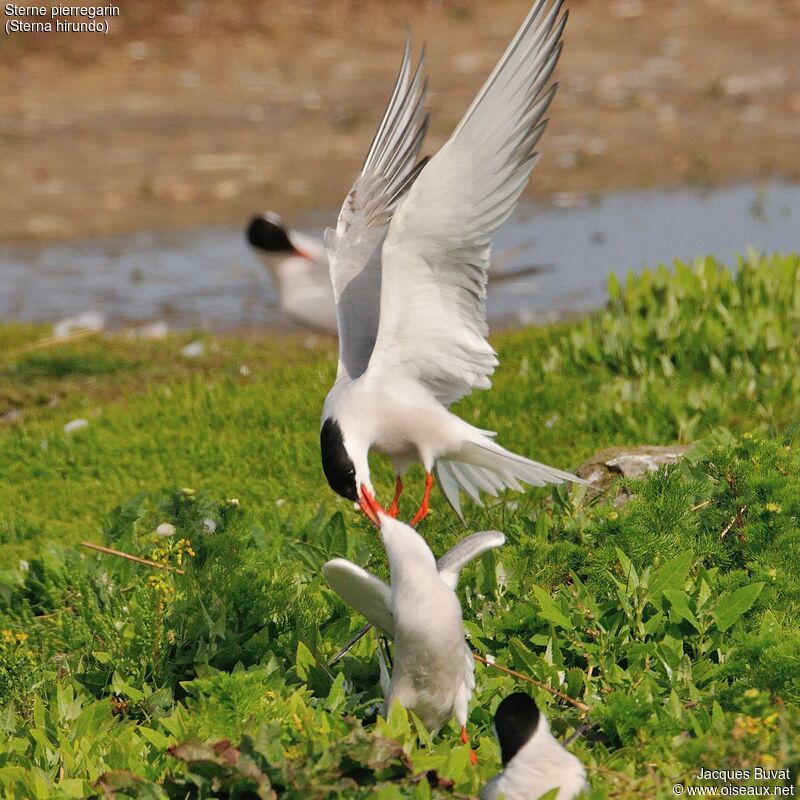 Common Tern, Flight, colonial reprod.