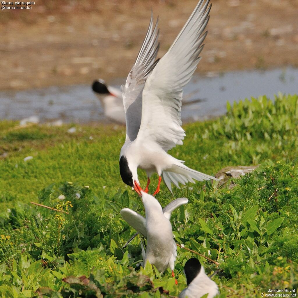 Common Tern, Flight, colonial reprod.