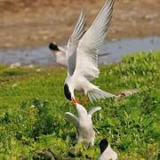 Common Tern