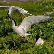 Common Tern