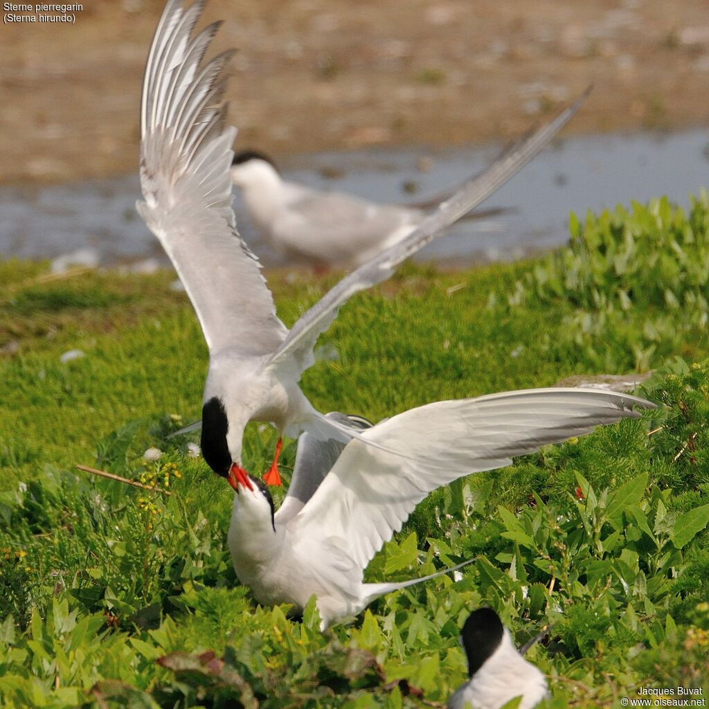 Common Ternadult breeding, Flight, Reproduction-nesting, colonial reprod.