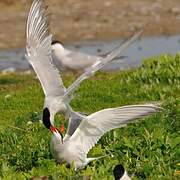 Common Tern