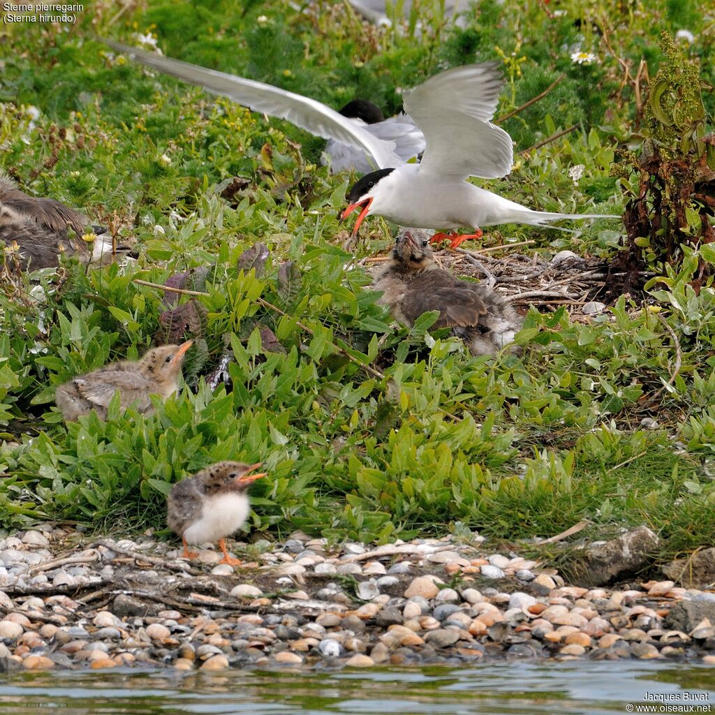 Common Tern