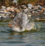 Common Tern