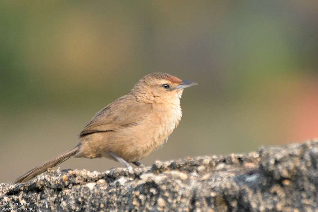 Rufous-fronted Thornbirdadult, identification