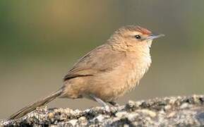 Rufous-fronted Thornbird