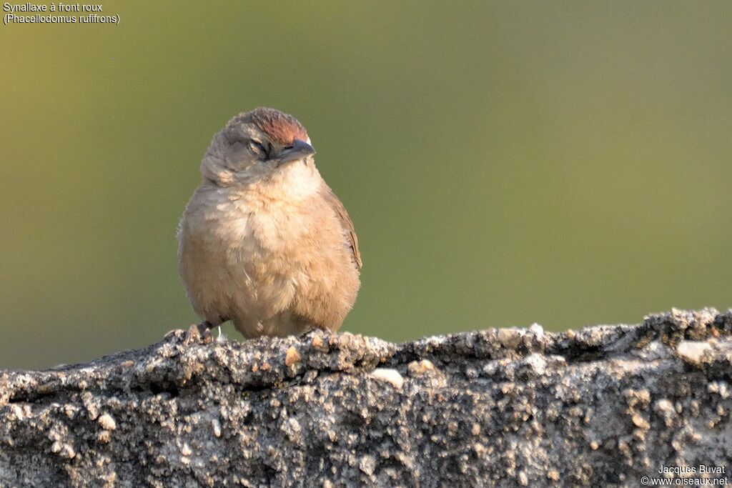 Rufous-fronted Thornbirdadult