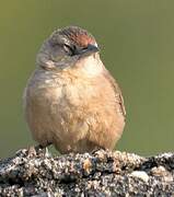 Rufous-fronted Thornbird