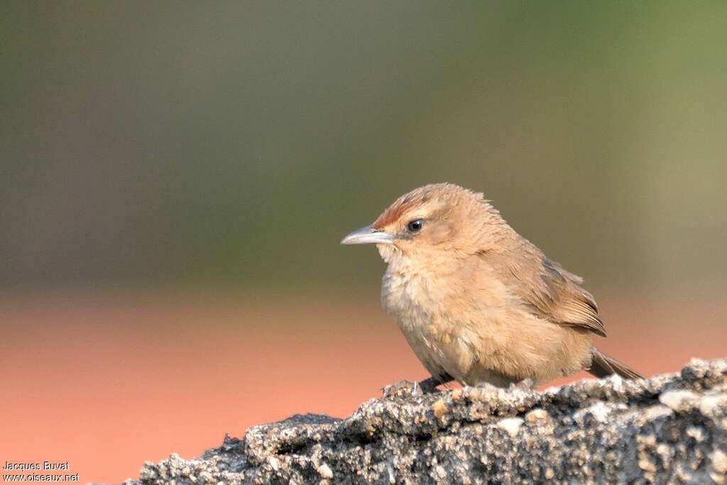 Rufous-fronted Thornbirdadult, close-up portrait