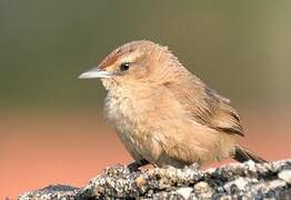 Rufous-fronted Thornbird