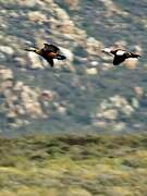 South African Shelduck