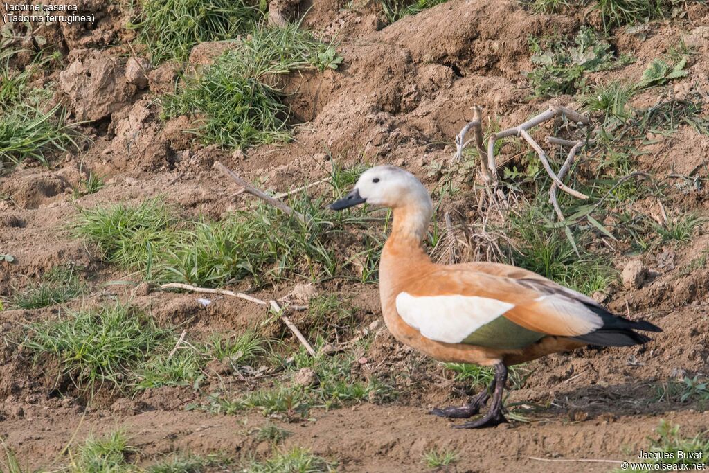 Ruddy Shelduck