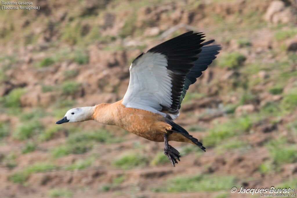 Ruddy Shelduck