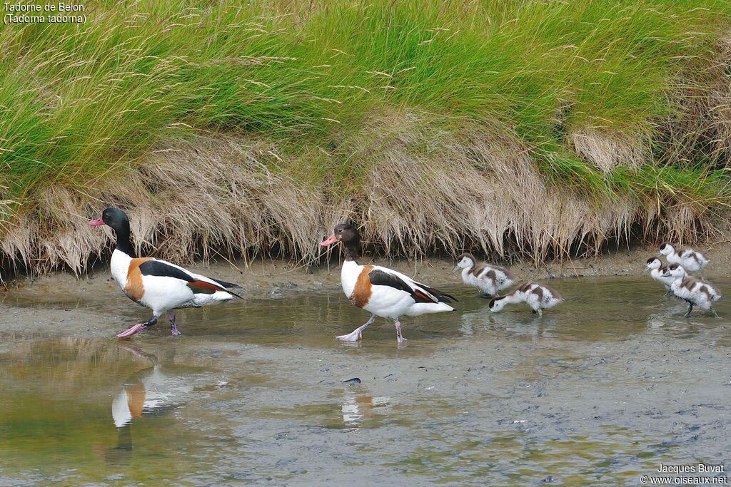 Common ShelduckFirst year