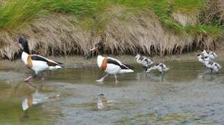 Common Shelduck