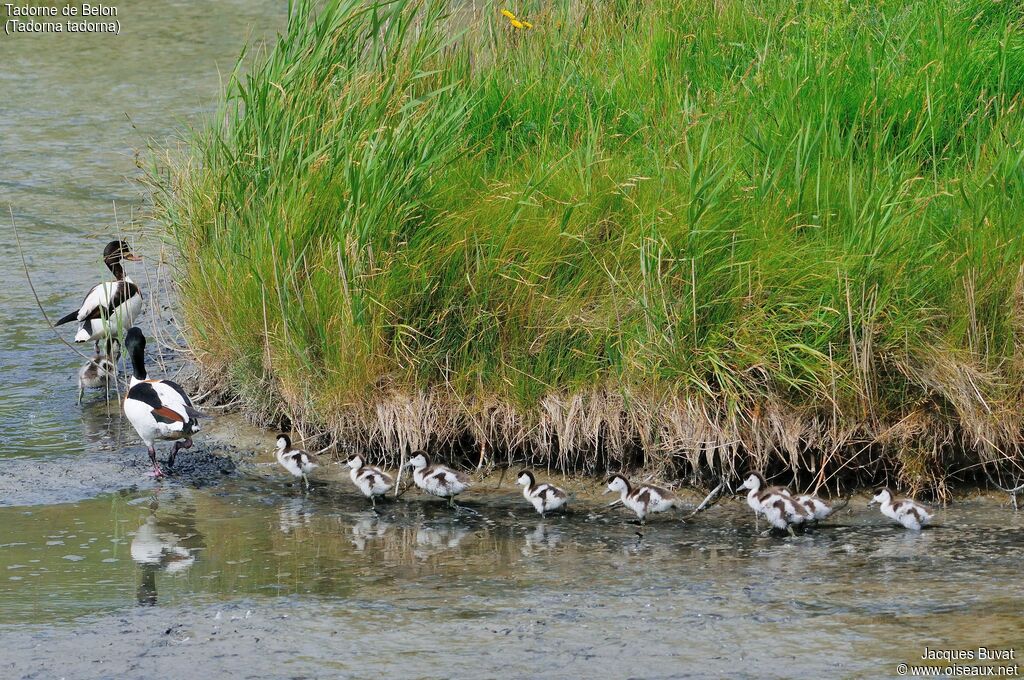 Common ShelduckFirst year, identification, Reproduction-nesting, Behaviour