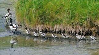 Common Shelduck