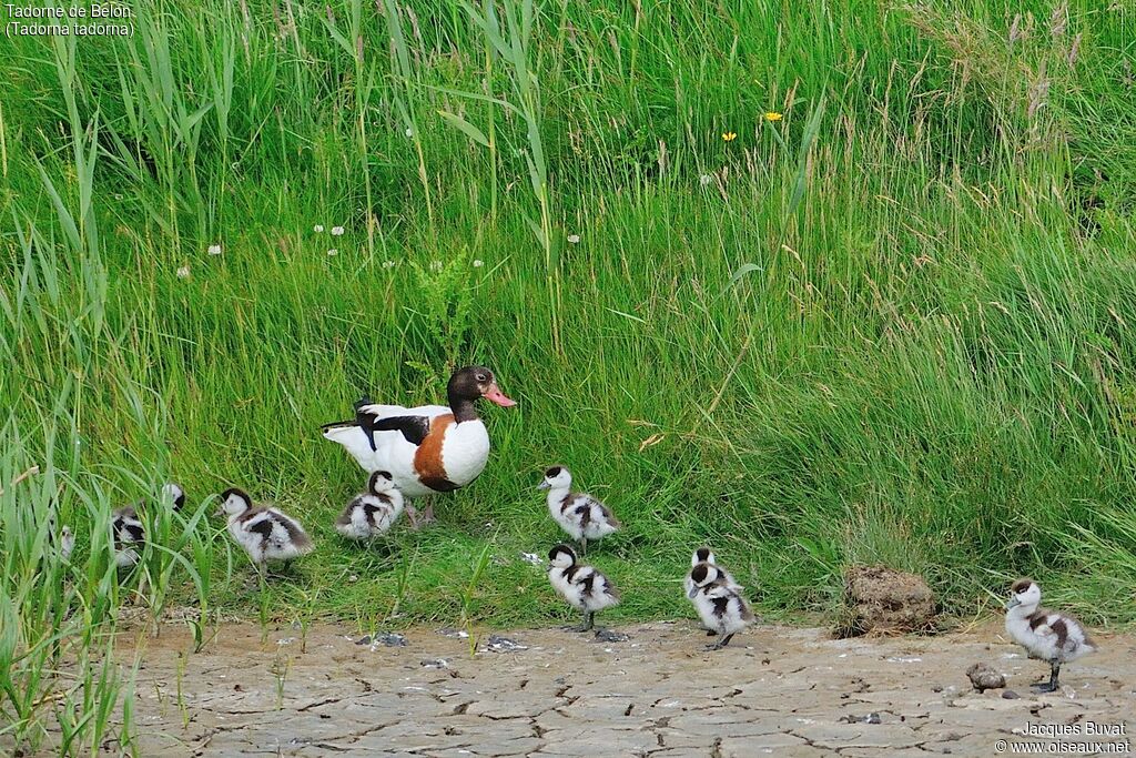 Common ShelduckFirst year