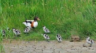 Common Shelduck