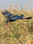 African Swamphen