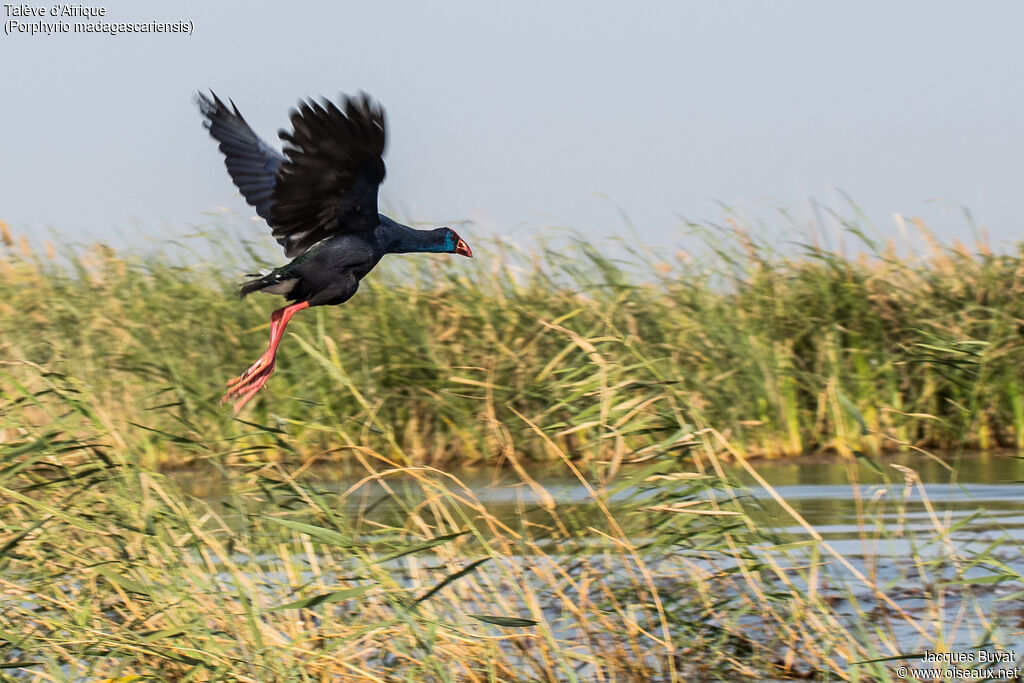 African Swamphenadult