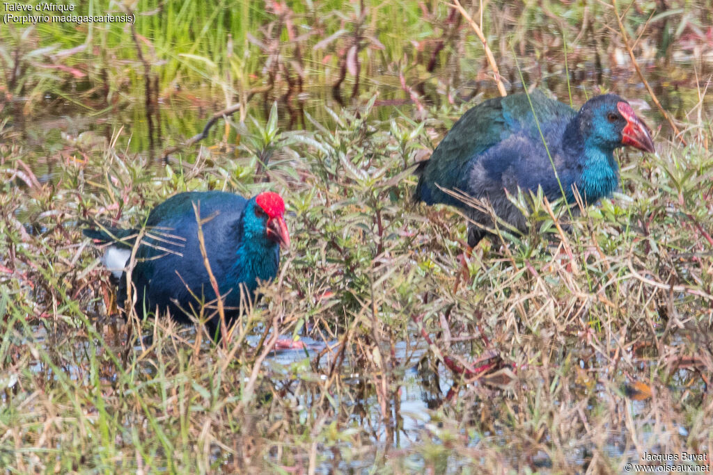 African Swamphen, identification, aspect, pigmentation