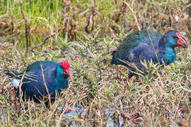 African Swamphen