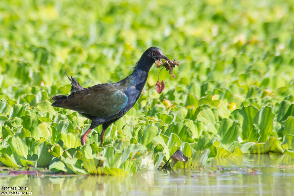 Allen's Gallinulesubadult, pigmentation, feeding habits, eats