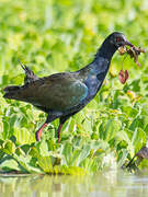 Allen's Gallinule