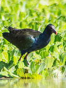 Allen's Gallinule