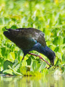 Allen's Gallinule