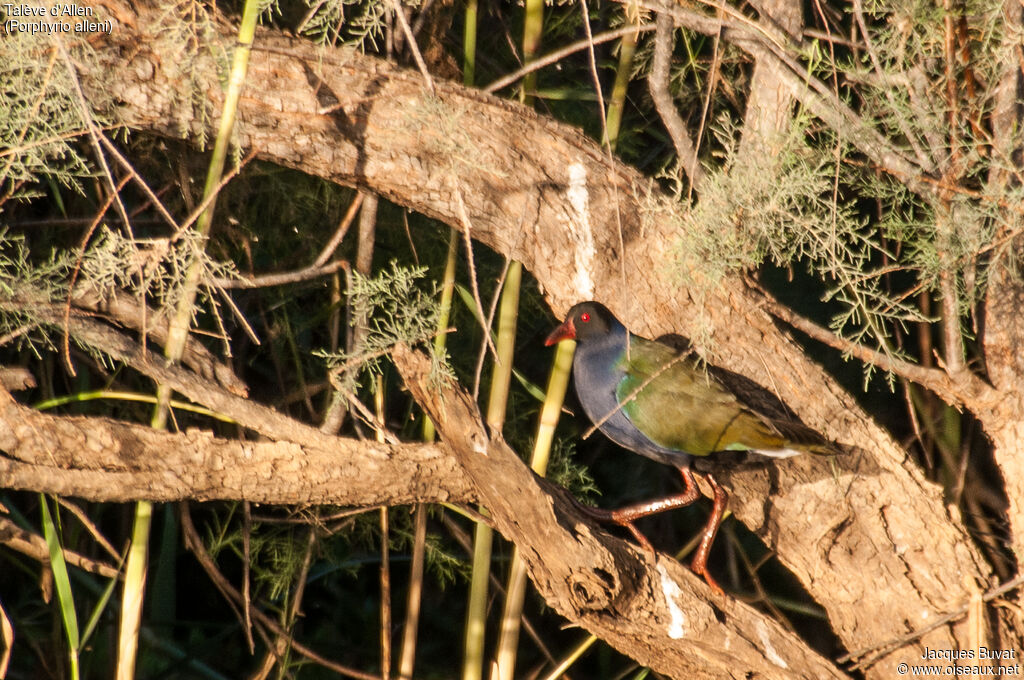 Allen's Gallinuleadult breeding, habitat, aspect, pigmentation, walking