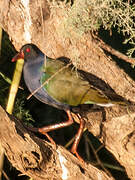 Allen's Gallinule