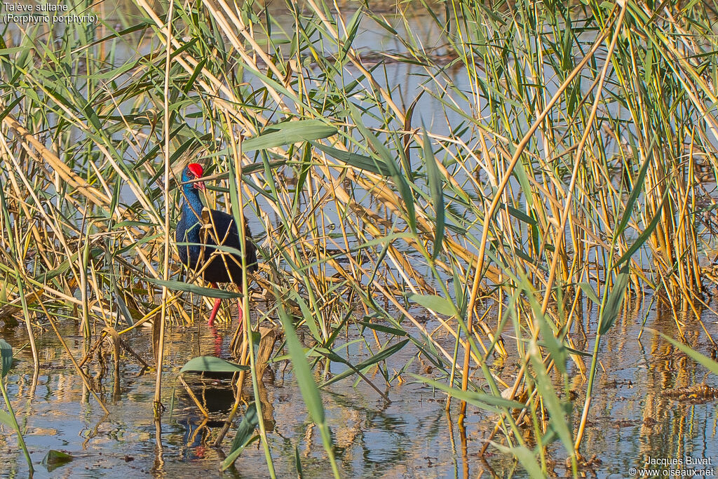 Talève sultaneadulte, identification, portrait, habitat, composition, pigmentation