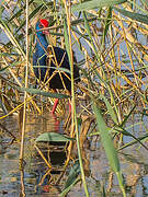 Western Swamphen