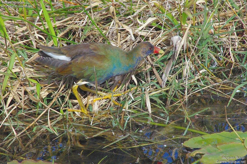 Purple Gallinuleimmature, identification, aspect, pigmentation, walking