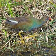 Purple Gallinule