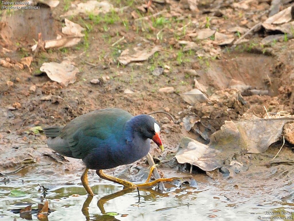 Purple Gallinuleadult breeding, habitat, aspect, pigmentation, walking