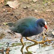 Purple Gallinule