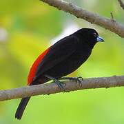 Scarlet-rumped Tanager