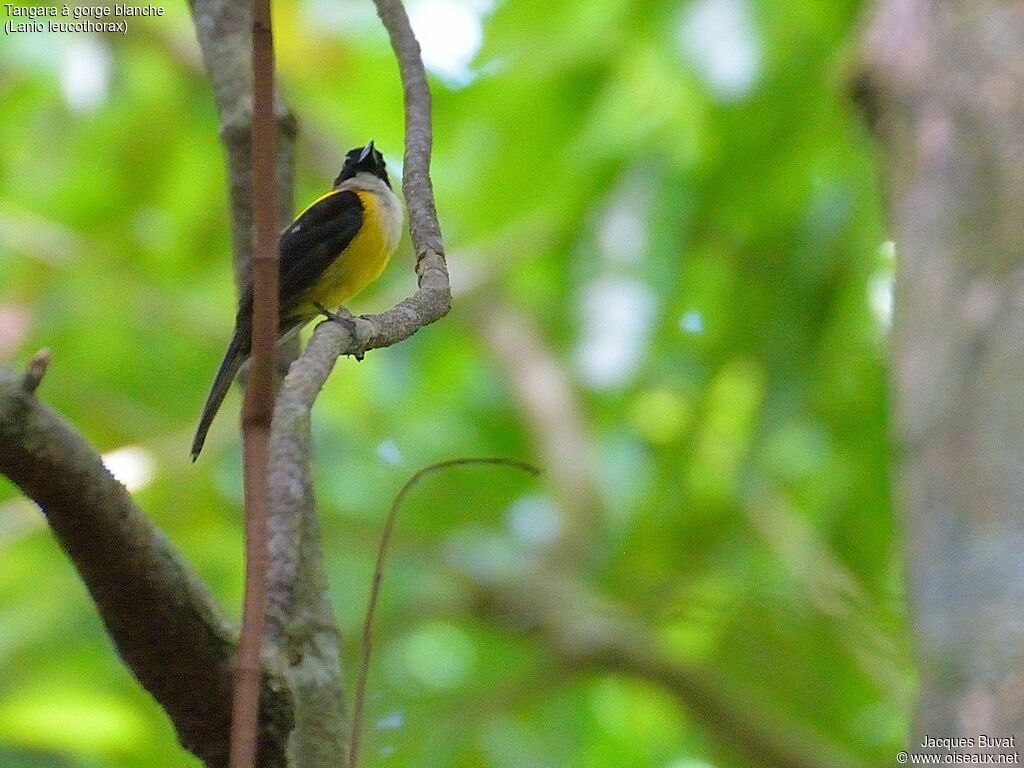 White-throated Shrike-Tanageradult