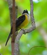 White-throated Shrike-Tanager